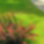Garden Design & Landscaping